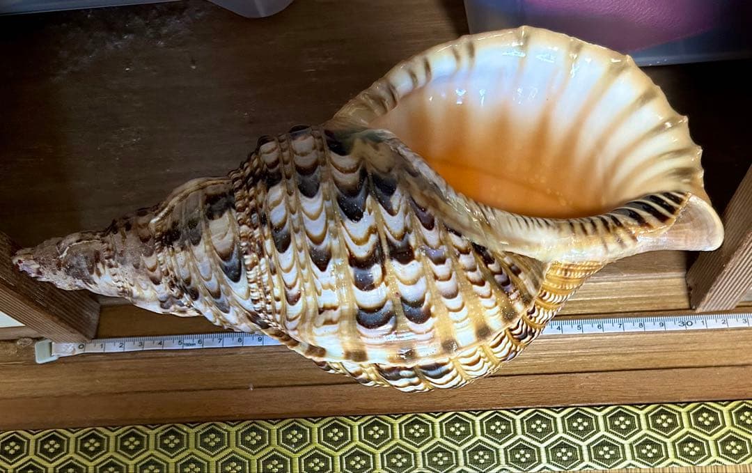 法螺貝30cm 天然そのままの色、厚みのある美しい貝殻です。