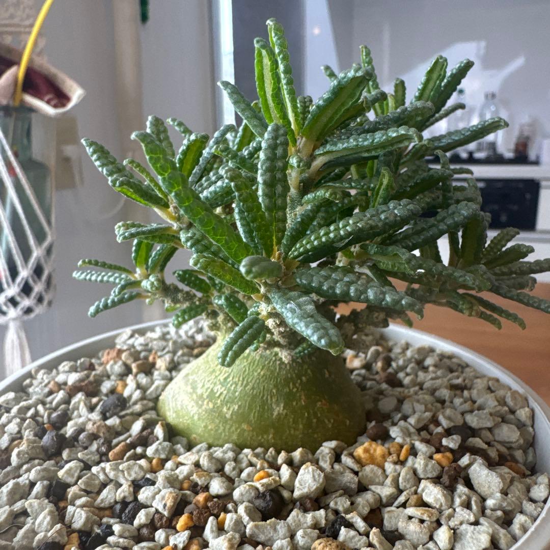 ドルステニアギガスブラータ