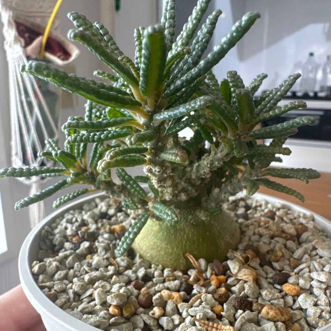 ドルステニアギガスブラータ