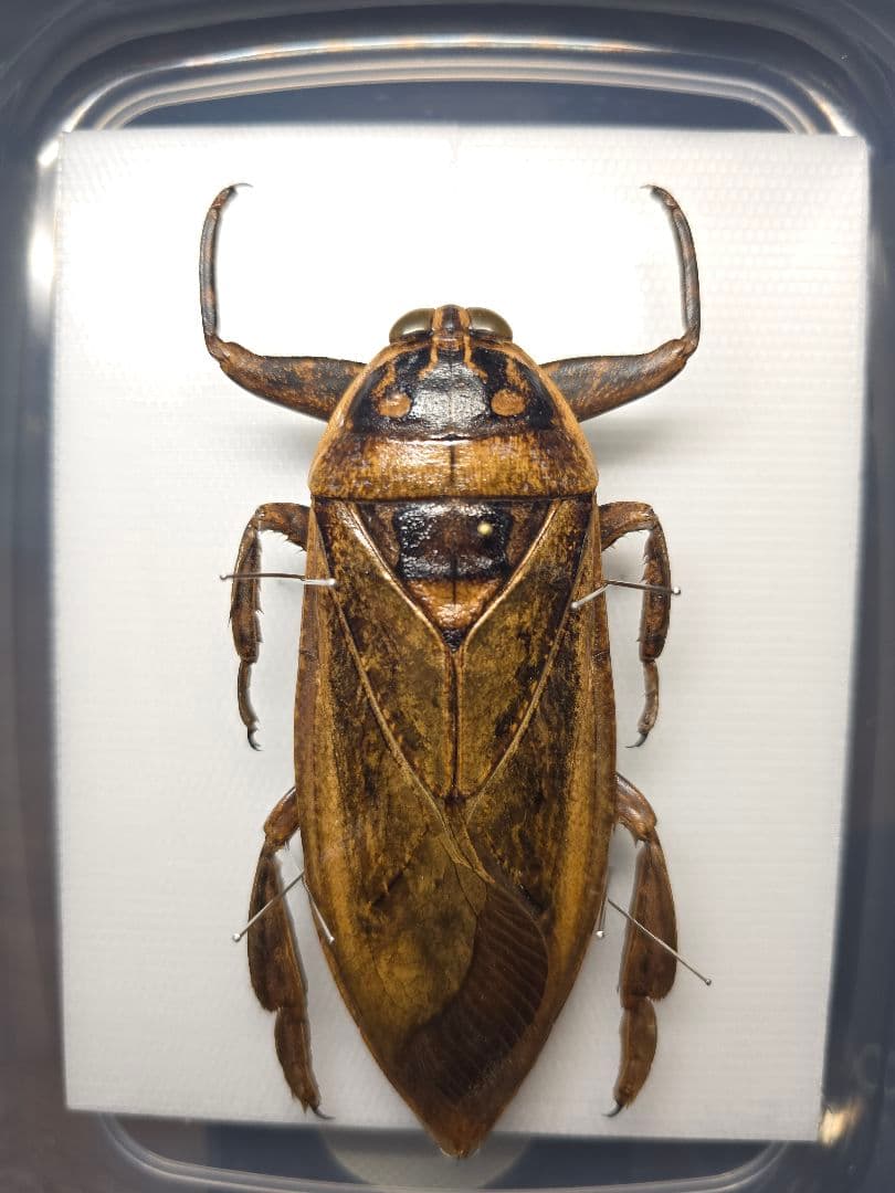 ナンベイオオタガメ 102mm(頭部〜羽先) 昆虫標本 タガメ 水生昆虫 標本