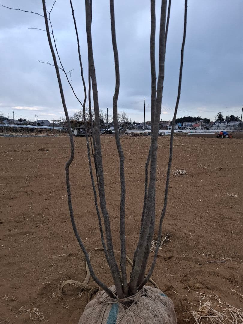 アオハダ 山彩り ――アオダモ 雑木 モミジ カエデ 株立 ――