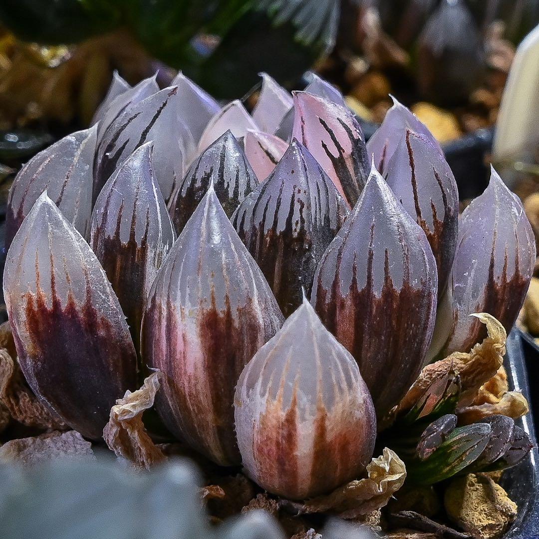 ハオルチア 漆黒オブツーサ錦 極上斑