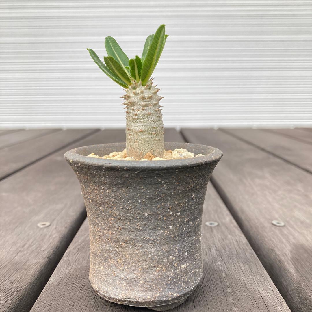 パキポディウム タッキー