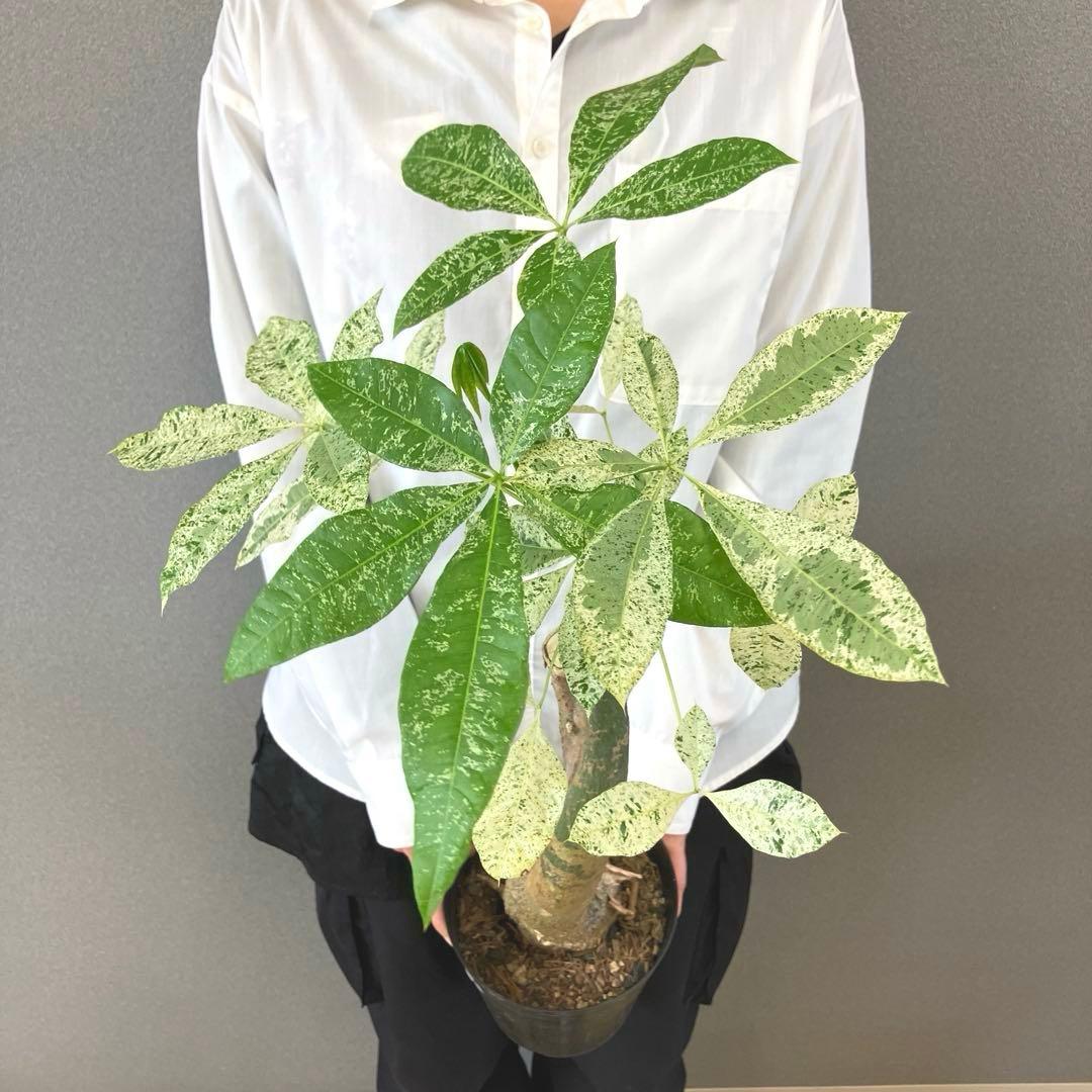 超希少❗️パキラ　ミルキーウェイ　接木✨