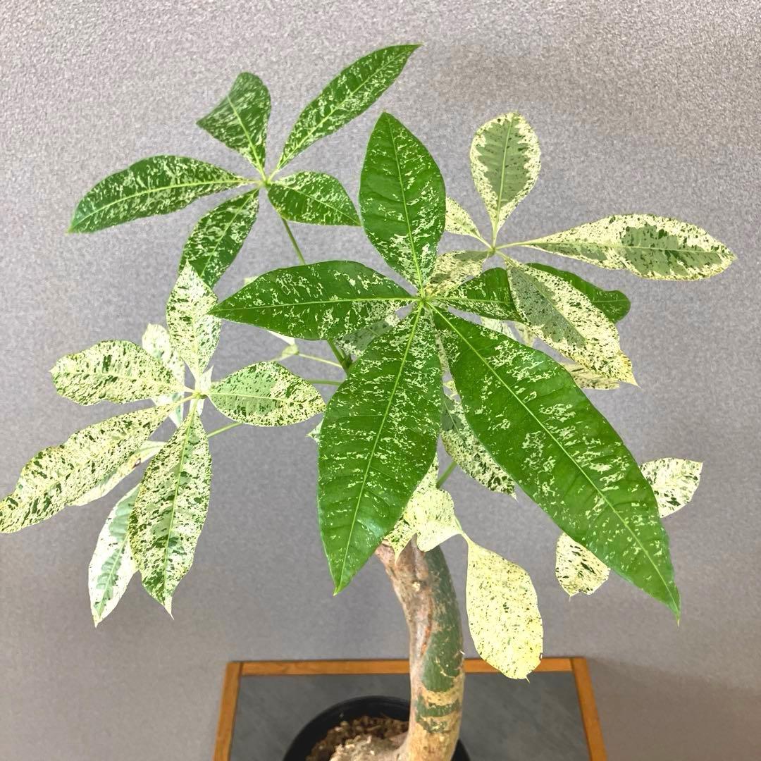 超希少❗️パキラ　ミルキーウェイ　接木✨