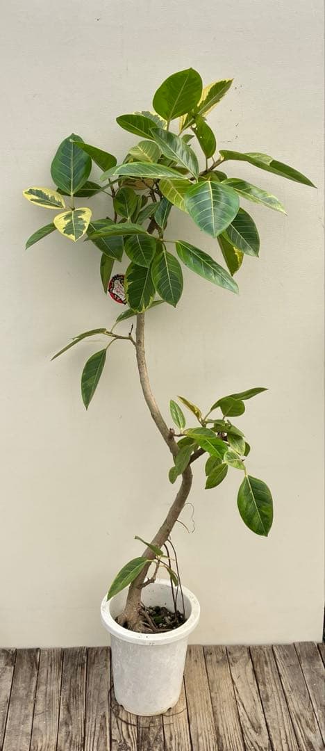 フィカス　アルテシーマ　曲がり　鉢皿付き