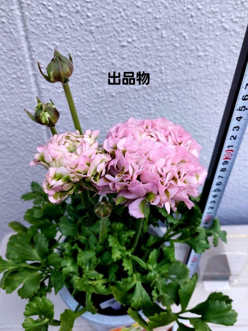 レア色、ラナンキュラスポンポン『ハーマイオニー』透け感綺麗な5号鉢植え大苗②