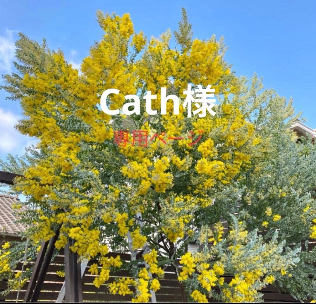 Cathページ　パールアカシア