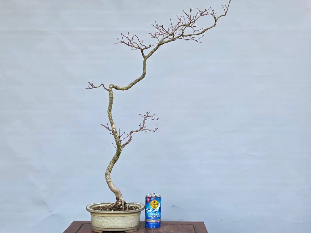 山もみじ　[文人風模様木]　中品盆栽