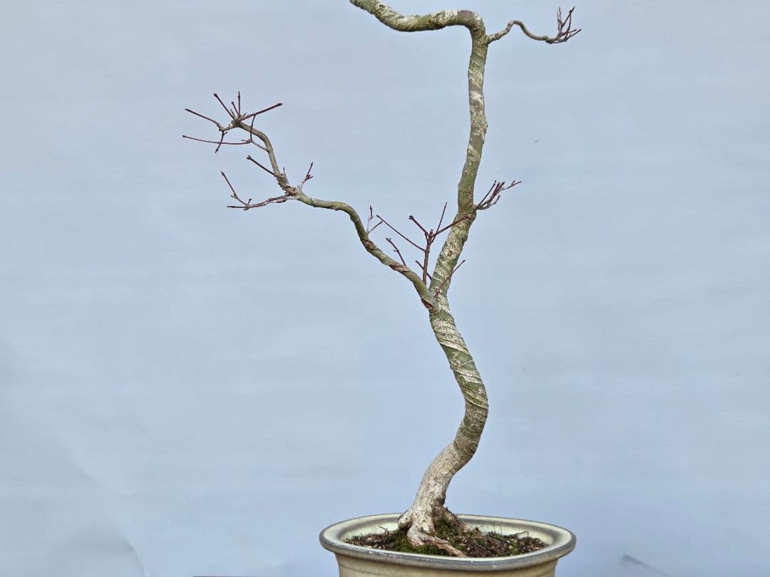 山もみじ　[文人風模様木]　中品盆栽