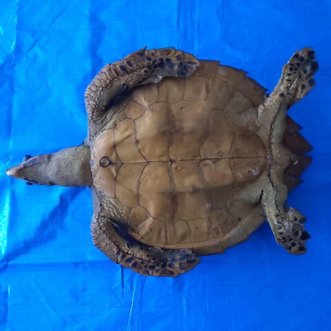 ⑤うみがめ〚タイマイ〛の剥製　 　壁掛けフックつき