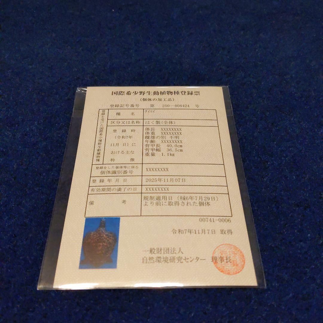 ⑤うみがめ〚タイマイ〛の剥製　 　壁掛けフックつき