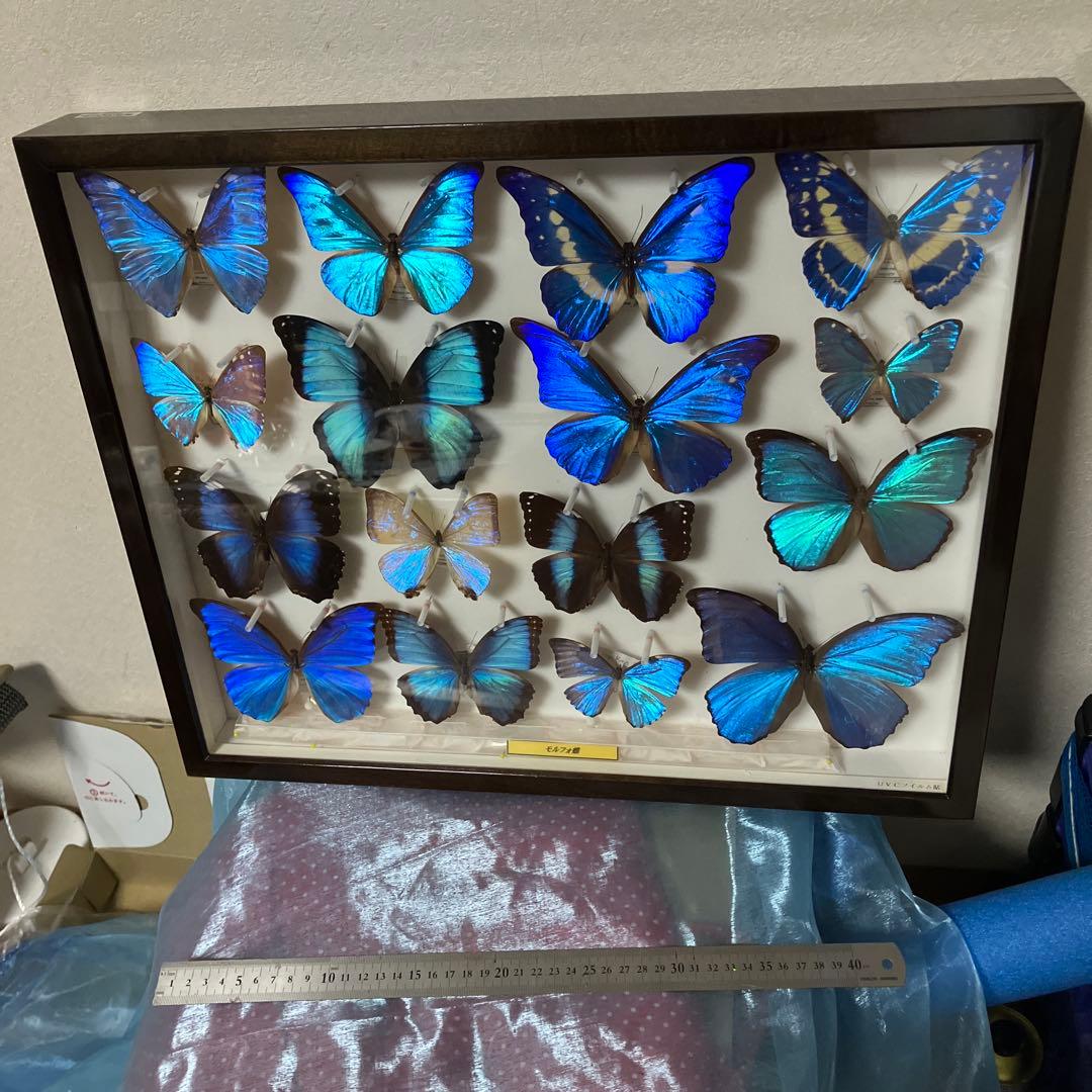 ギラギラモルフォ達