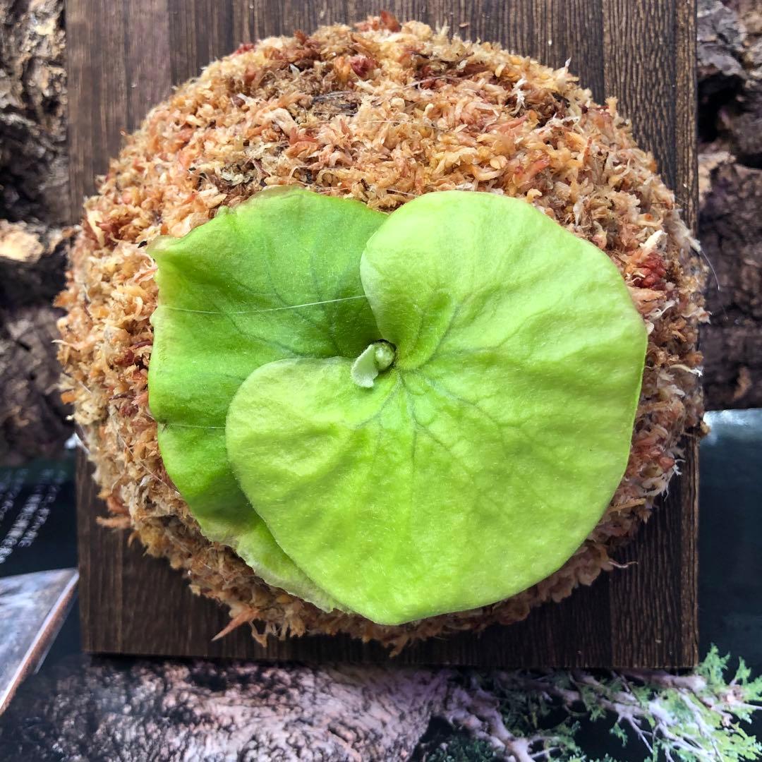 ビカクシダ リドレイ シルベリー マダガスカリエンセ 3株セット 板付け MRD