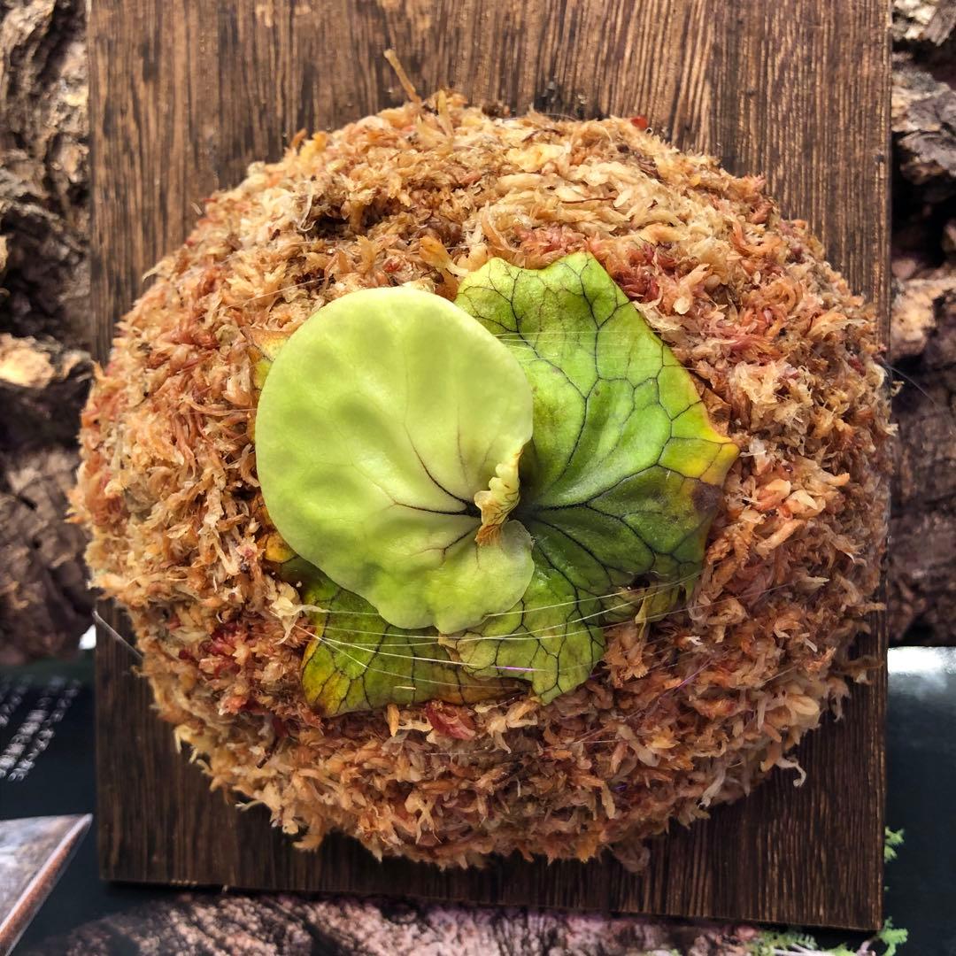 ビカクシダ リドレイ シルベリー マダガスカリエンセ 3株セット 板付け MRD