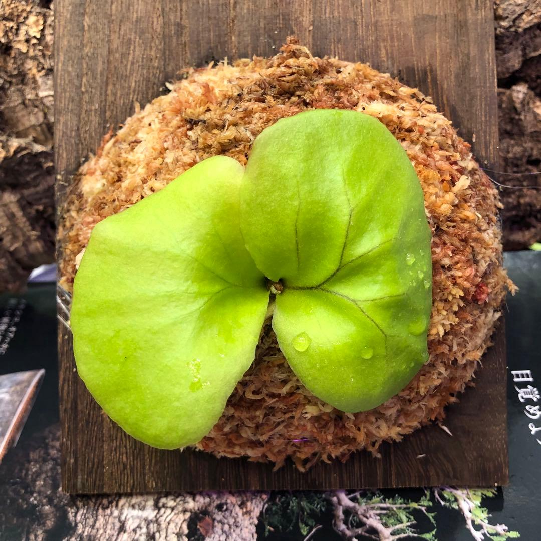 ビカクシダ リドレイ シルベリー マダガスカリエンセ 3株セット 板付け MRD