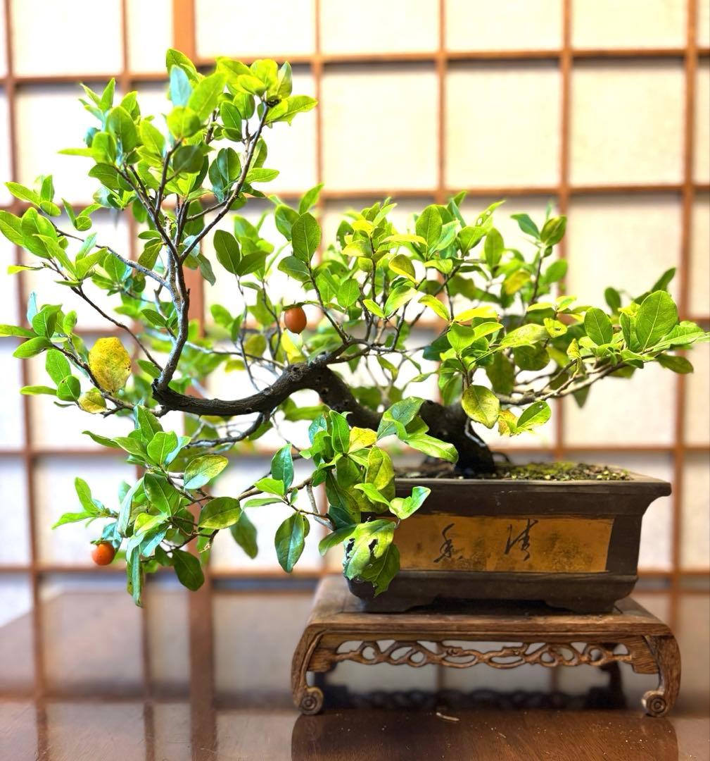 フォロワー様110人記念値下げ❗️老爺柿盆栽　激値下げ！トキワ柿