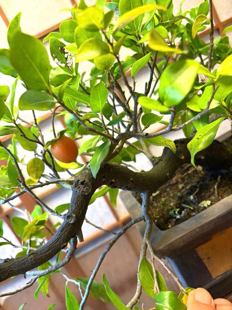 フォロワー様110人記念値下げ❗️老爺柿盆栽　激値下げ！トキワ柿