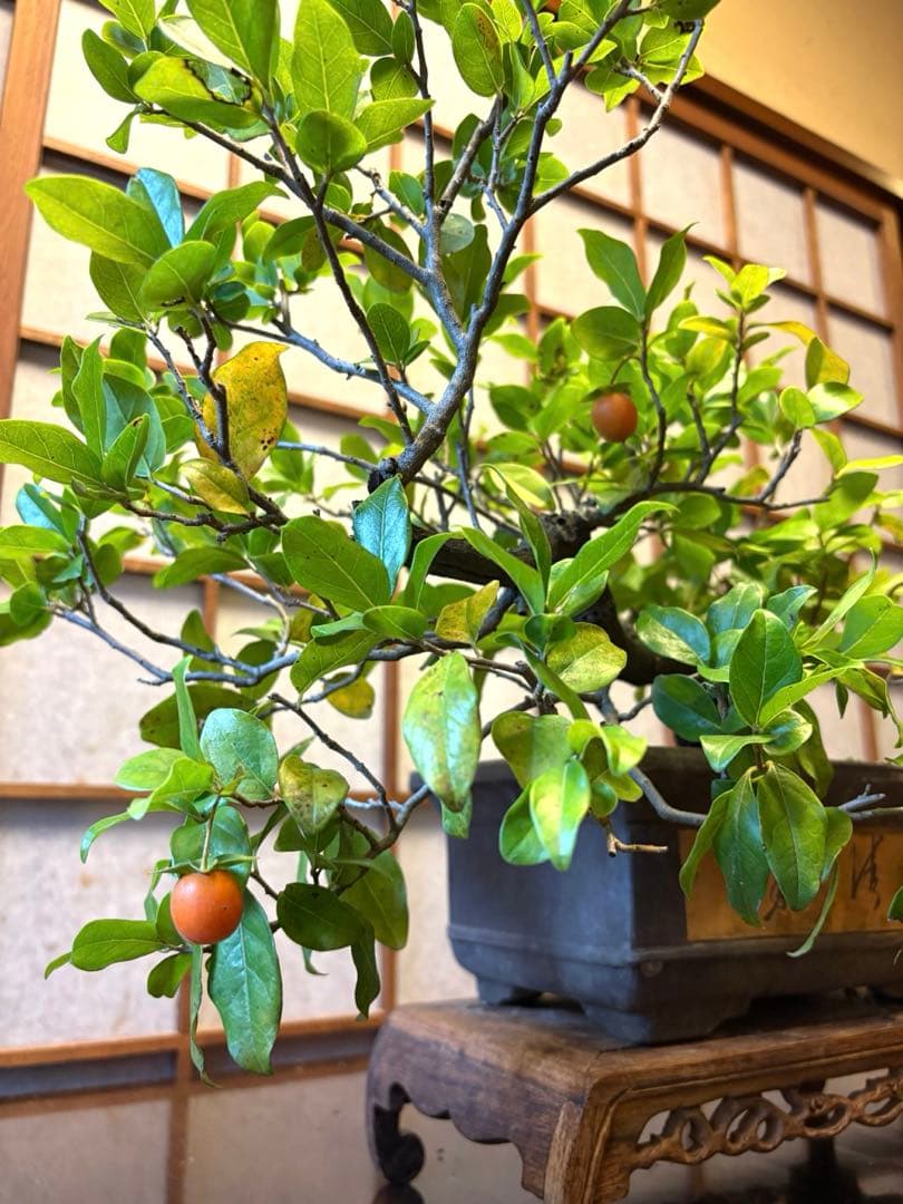 フォロワー様110人記念値下げ❗️老爺柿盆栽　激値下げ！トキワ柿