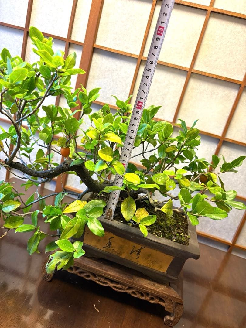 フォロワー様110人記念値下げ❗️老爺柿盆栽　激値下げ！トキワ柿
