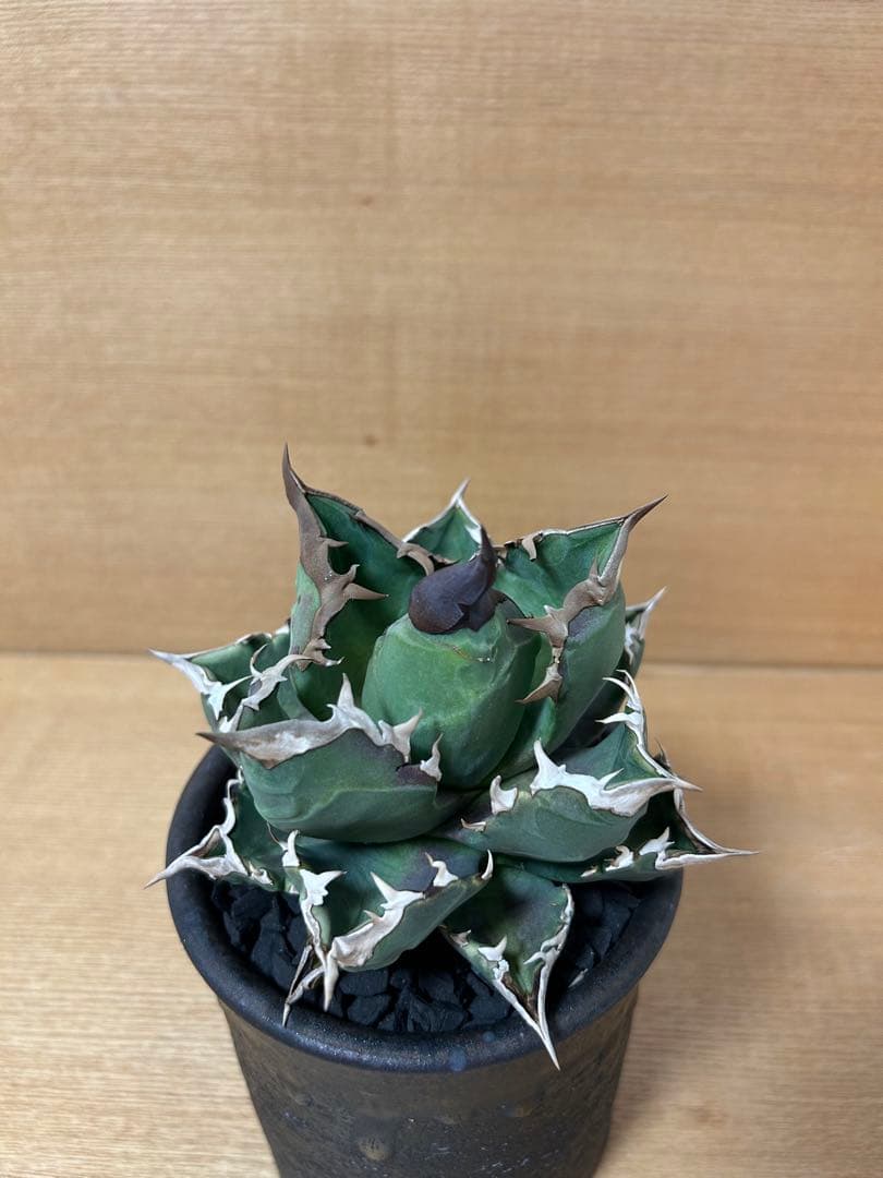 SALE中　アガベチタノタ　ホワイトファイヤーOC株　オテロイ実生　ウリエル実生