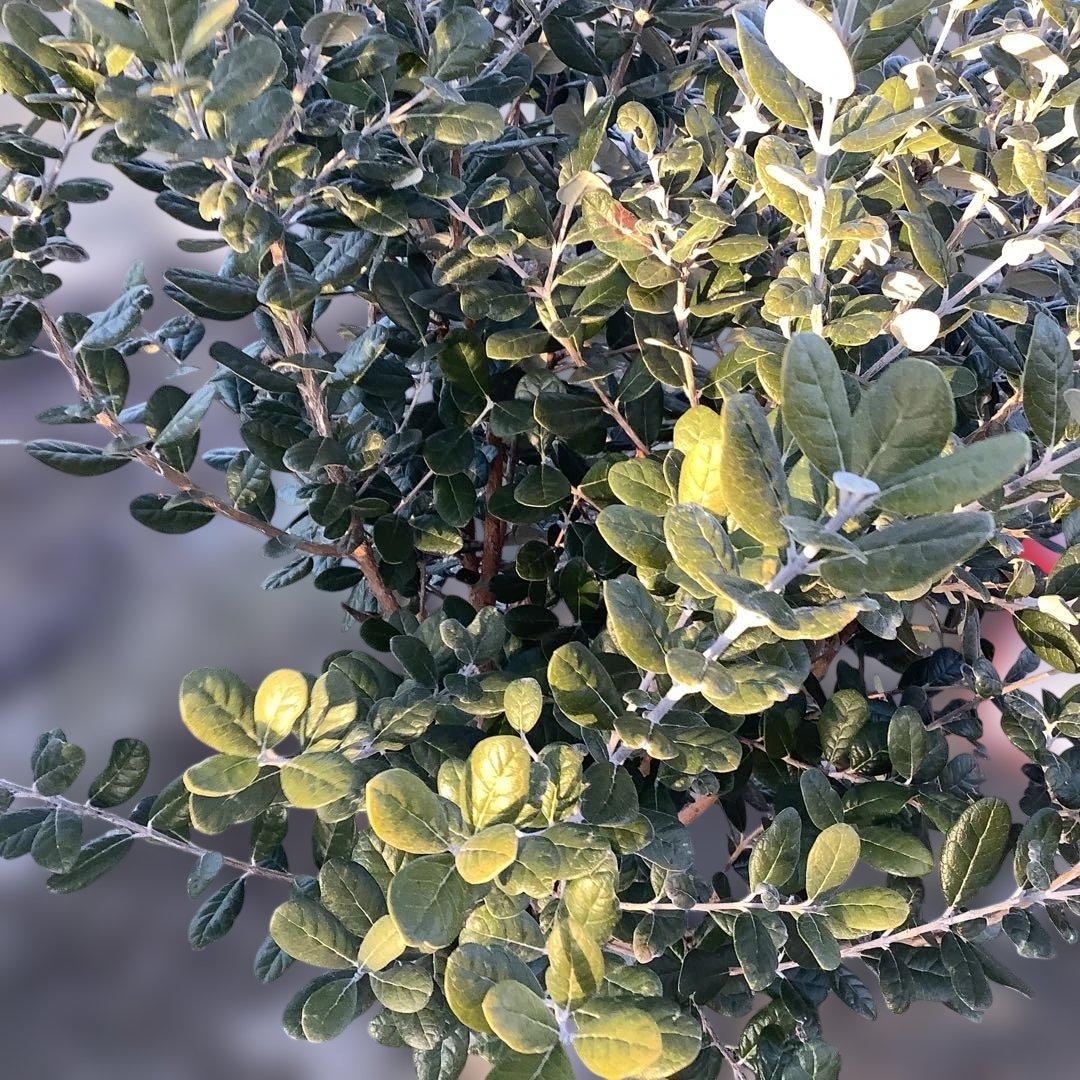 8-1果樹【フェイジョア】樹高約101cm【送料込み】