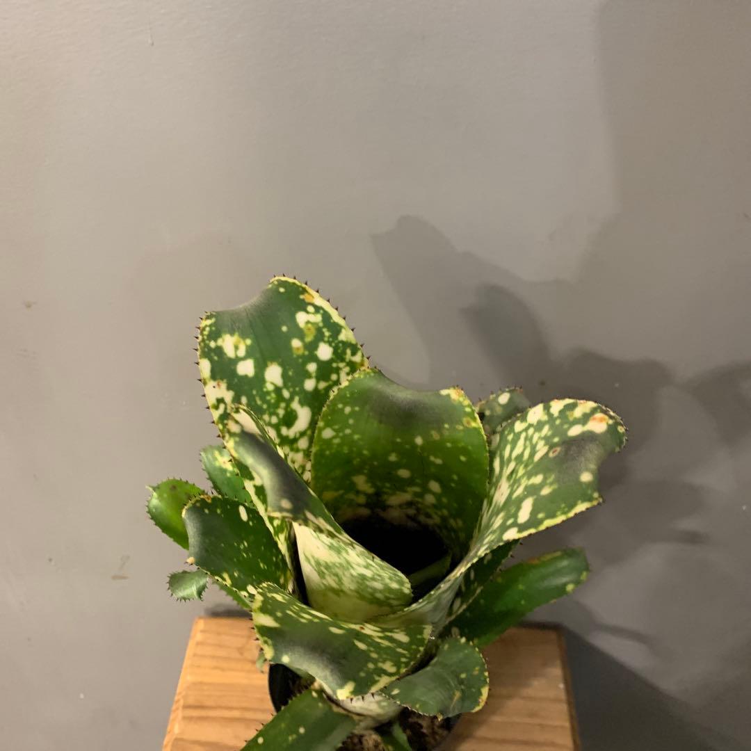 ビルベルギア topeaite 子株付き