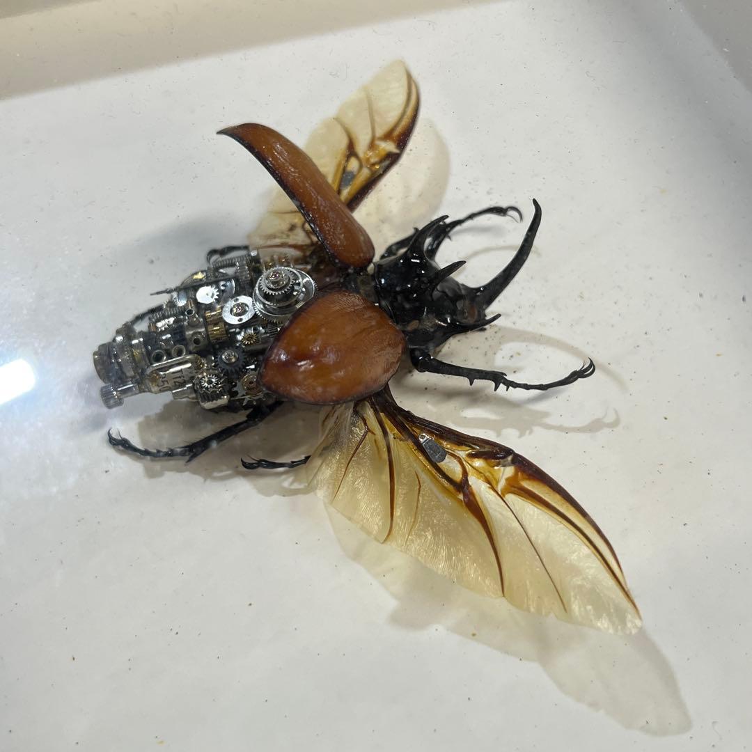 【美品】昆虫標本 甲虫 オブジェ 標本フレーム 木製 インテリア　カブトムシ