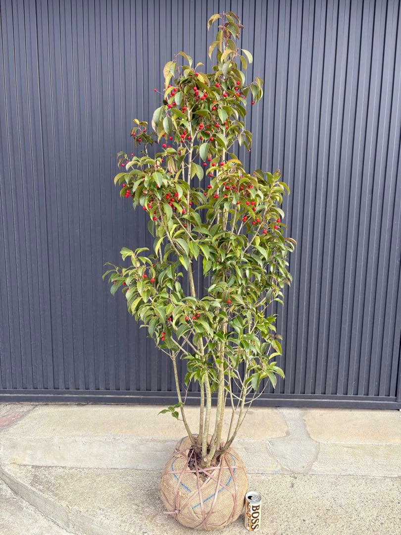 ◆ソヨゴ◆常緑樹◆複数株立◆雌株◆赤い実いっぱい‼️◆①