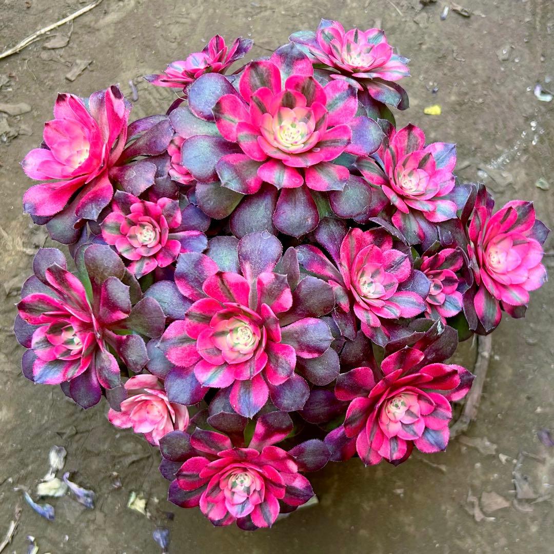 アエオニウム　希少錦苗‼️超美人苗　糖心ライチ 抜き苗　大群生株　コレクション商品