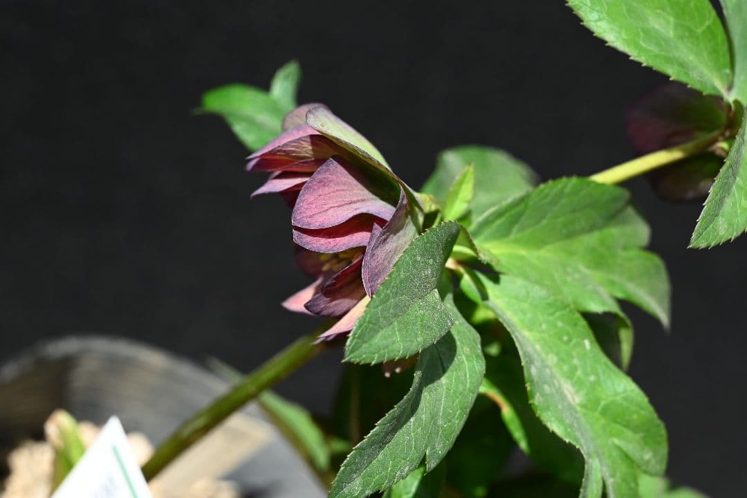 クリスマスローズ　訳あり　認定Wild　Collection　加藤農園