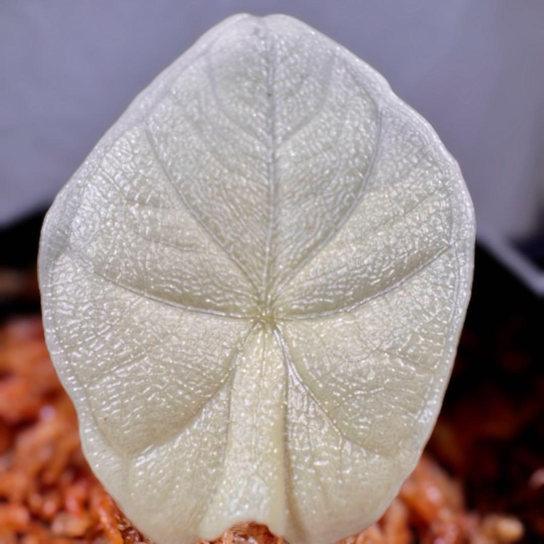 アロカシア メロ アルボ バリエガータ 斑入り