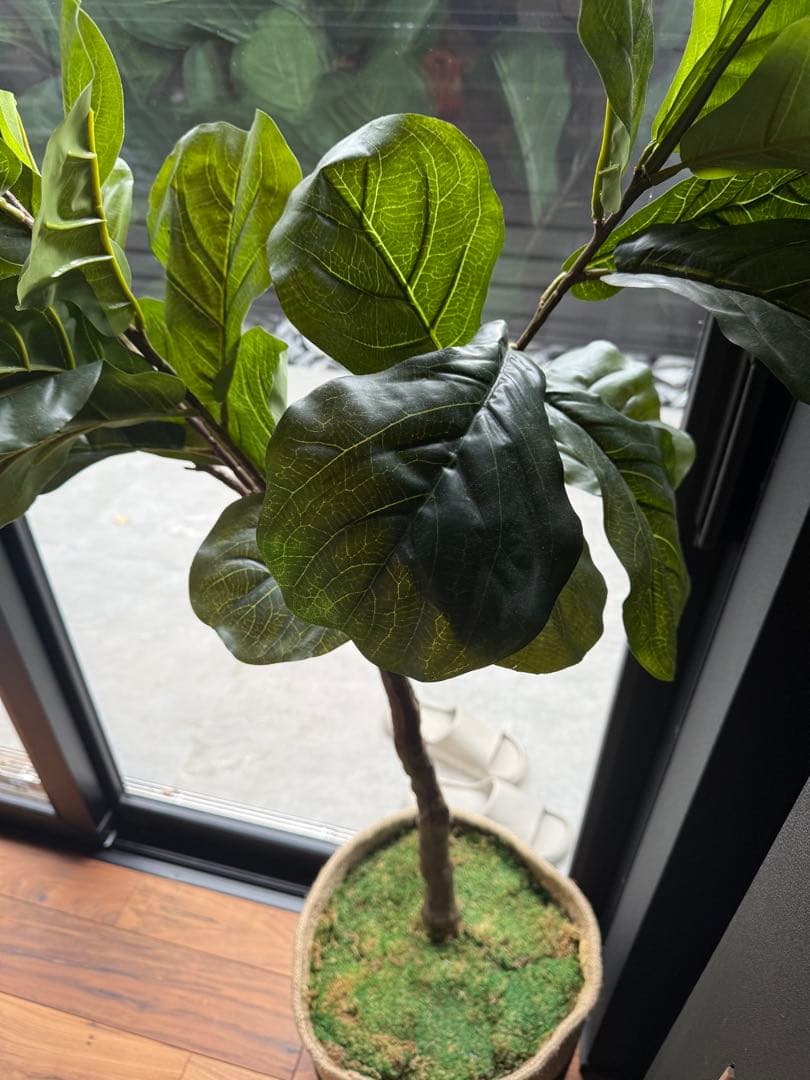 フェイグリーン｜大型｜人工観葉植物｜ 約145cm〜150cm
