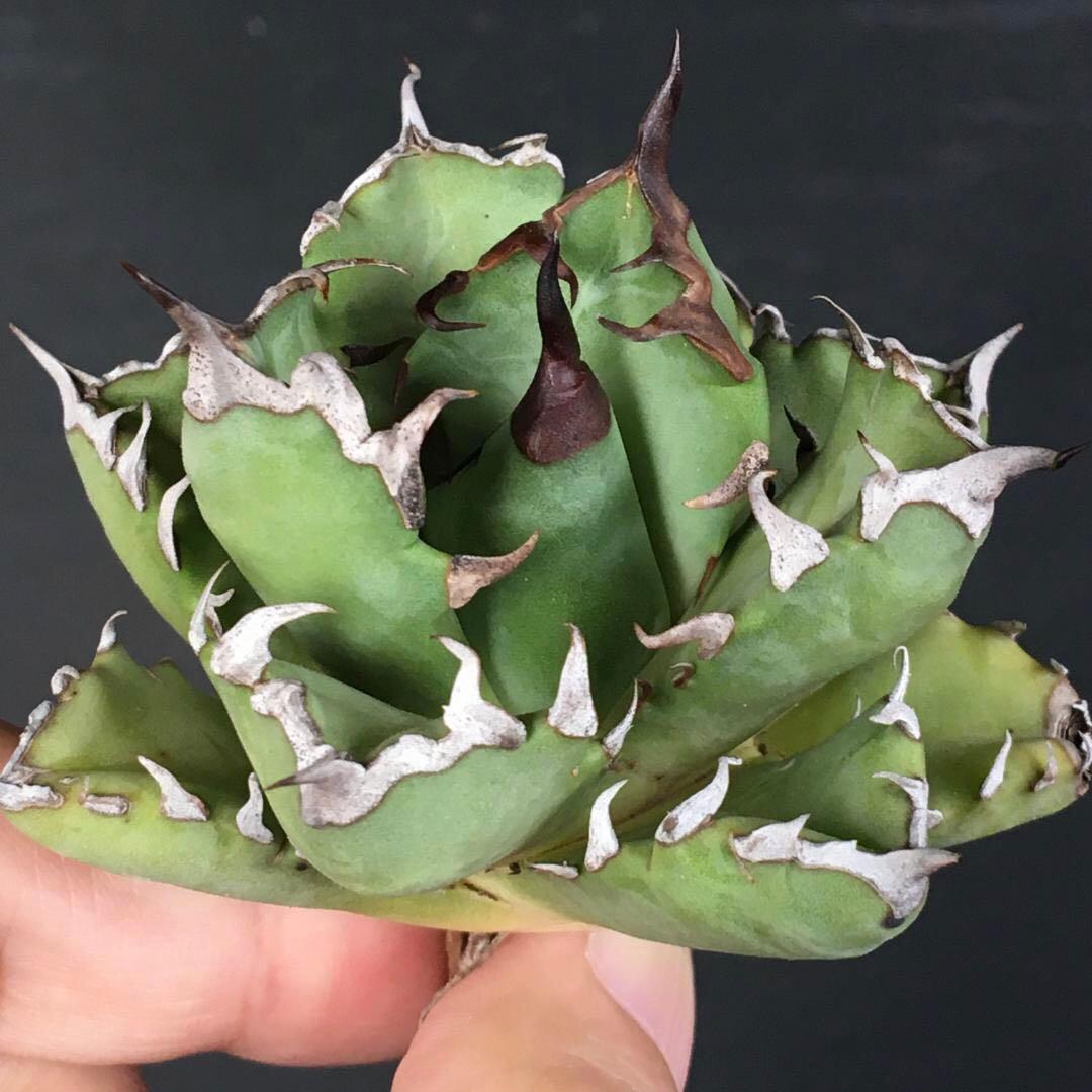 【稀少】2 オアハカオテロイ コンパクタ 強棘肉厚短葉タイプ アガベチタノタ