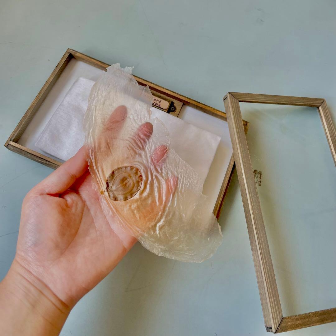 アルソトミラの標本箱