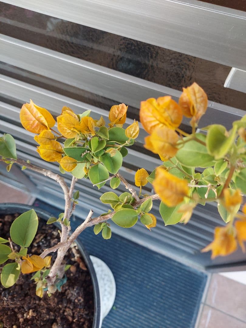 ブーゲンビリア3色植え