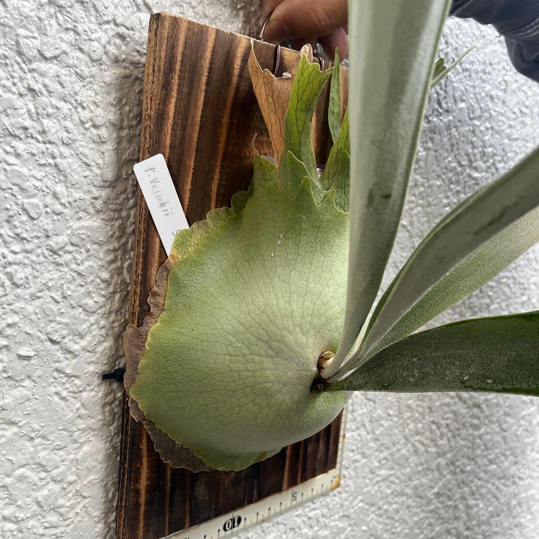 ビカクシダ　ビーチーシルバー