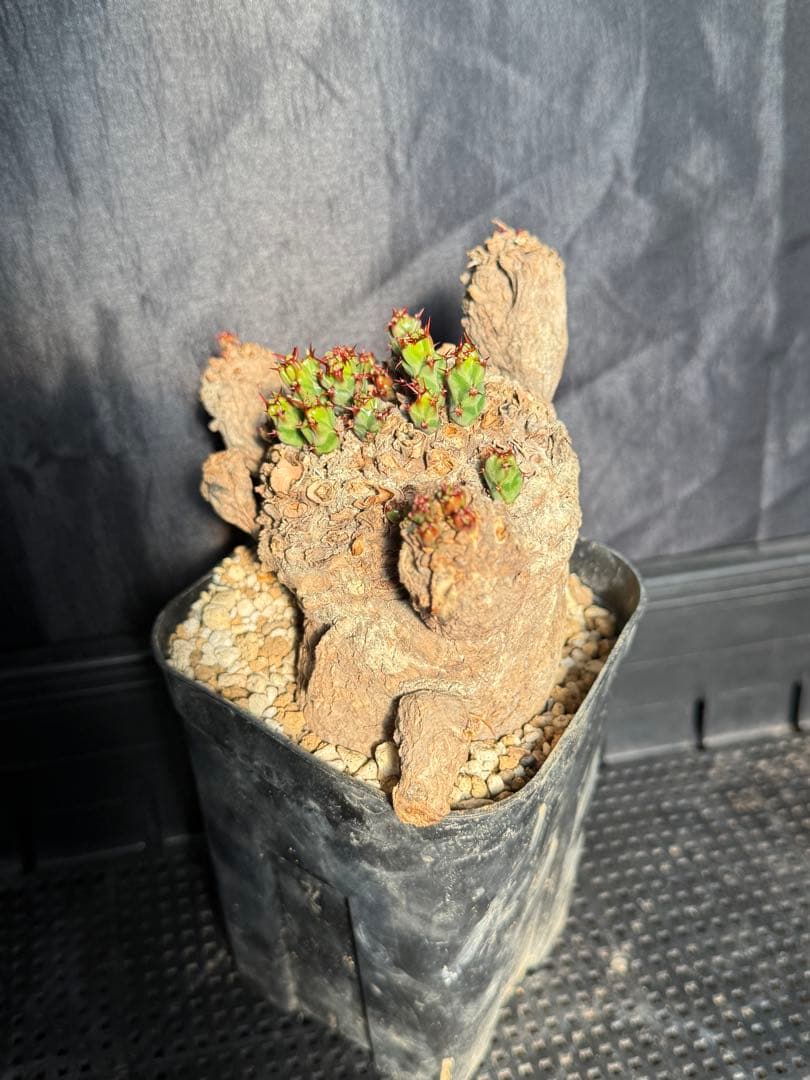 ②ユーフォルビア　クラビゲラ