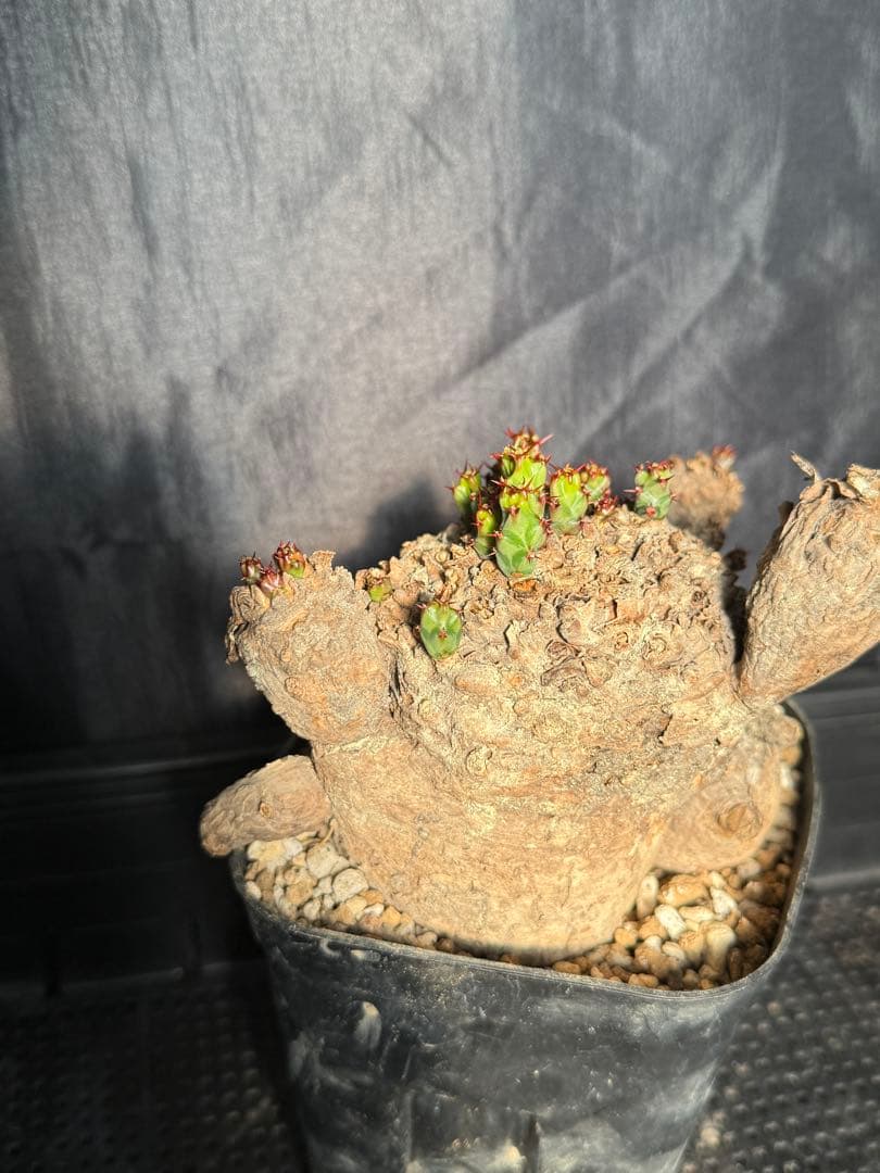 ②ユーフォルビア　クラビゲラ