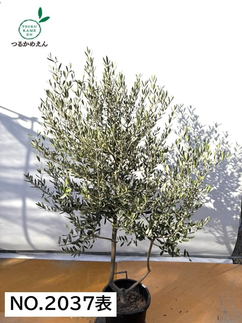 オリーブの木　コレッジョラ　約200cm　NO.2037　大型　現品掲載