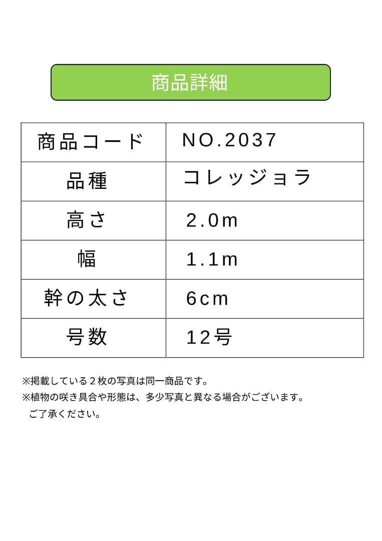オリーブの木　コレッジョラ　約200cm　NO.2037　大型　現品掲載