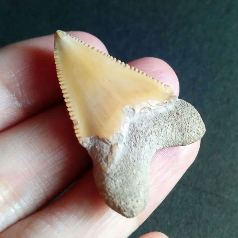 サメの歯化石　メガロドンの祖先種　希少種　カルカロクレス・チュブテンシス