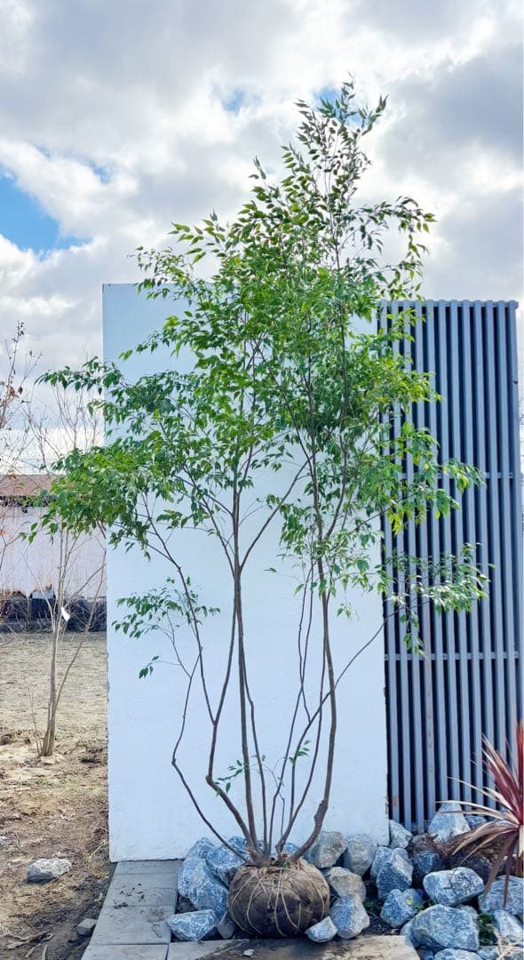 特大。山採りハイノキ株立ち3.1M(鉢底から)