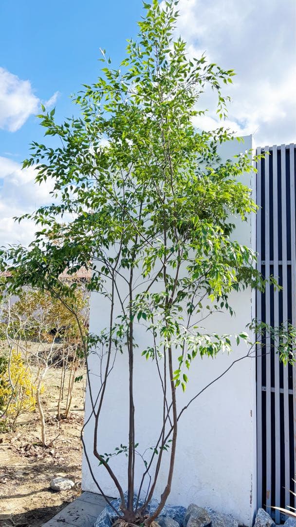 特大。山採りハイノキ株立ち3.1M(鉢底から)