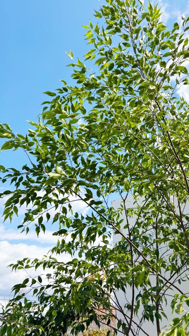 特大。山採りハイノキ株立ち3.1M(鉢底から)