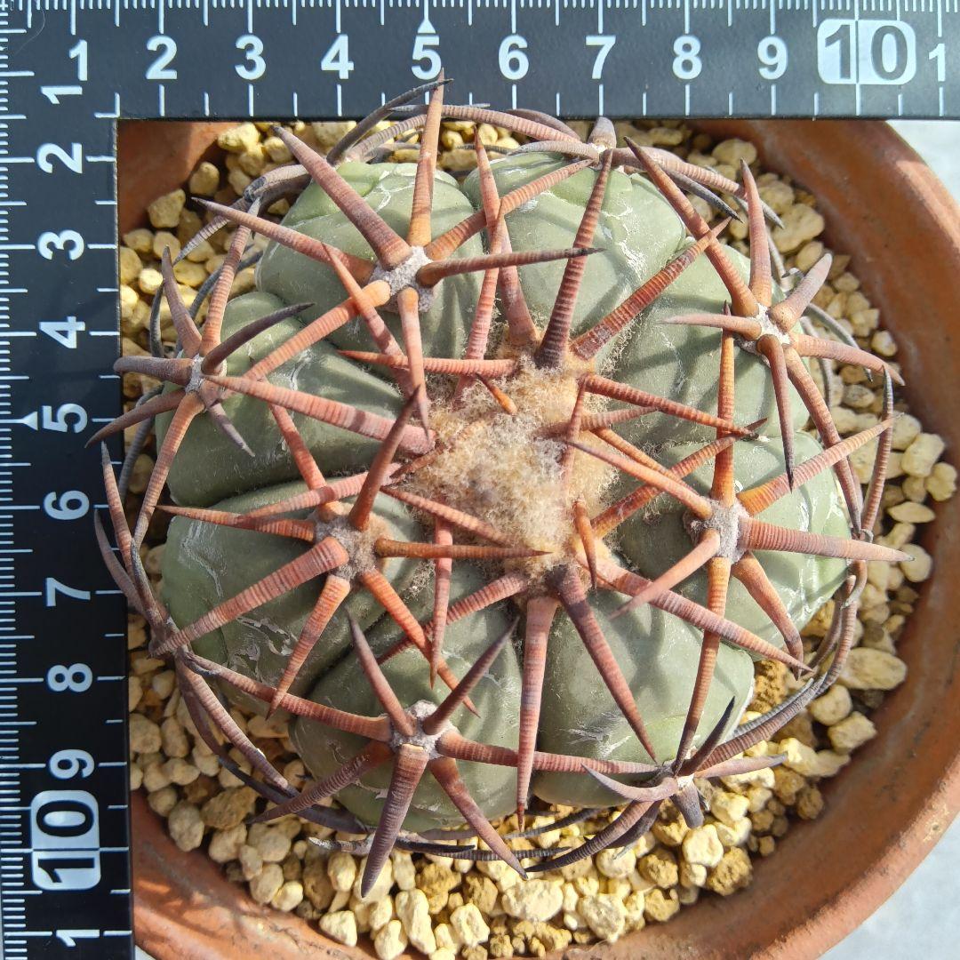 【強刺実生】花王丸エキノカクタス国内繁殖サボテン（太平丸雷帝翠平コピアポア塊根）