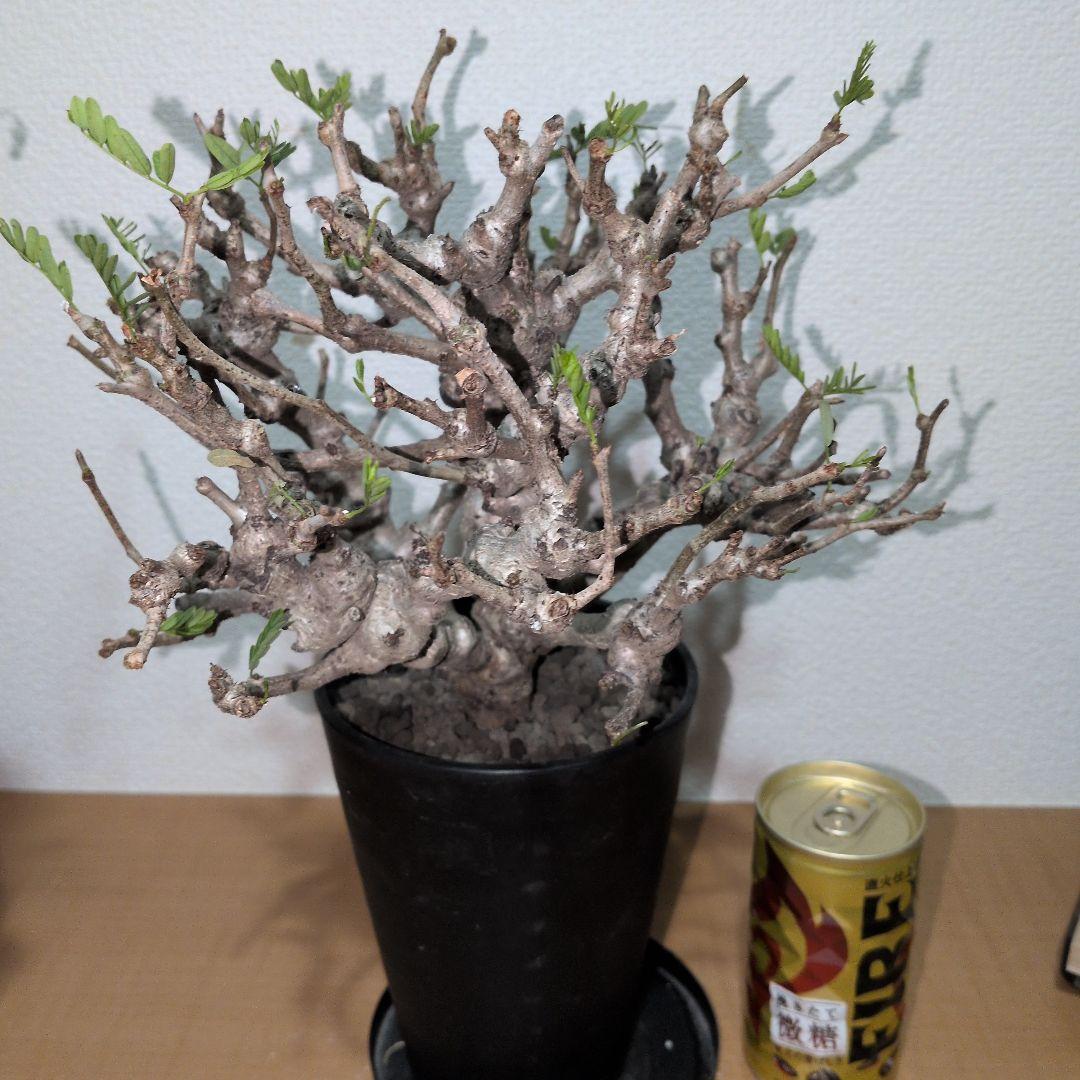 センナ　メリディオナリス　実生株 大株　ボコボコ肌良型タイプ（鉢付き)