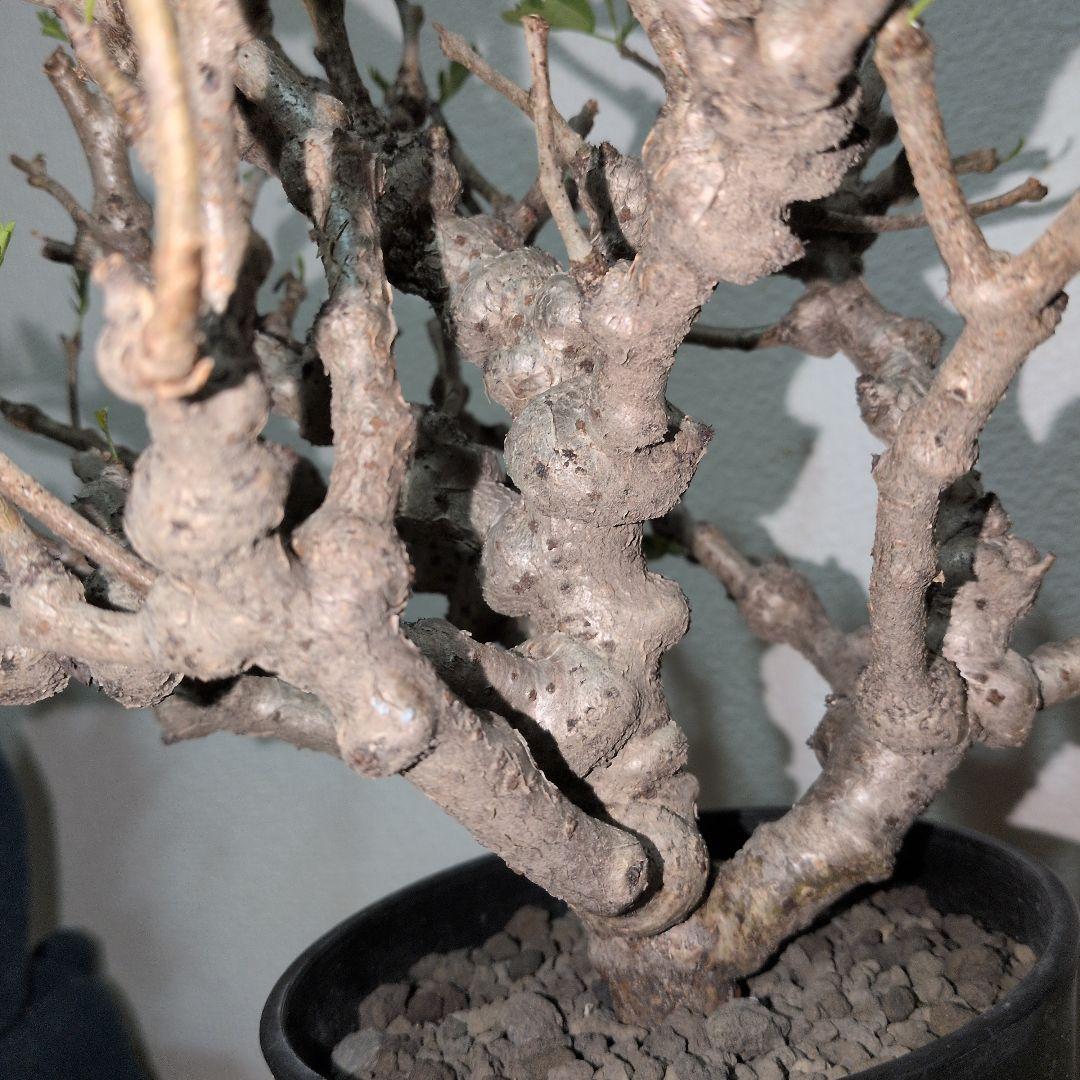 センナ　メリディオナリス　実生株 大株　ボコボコ肌良型タイプ（鉢付き)