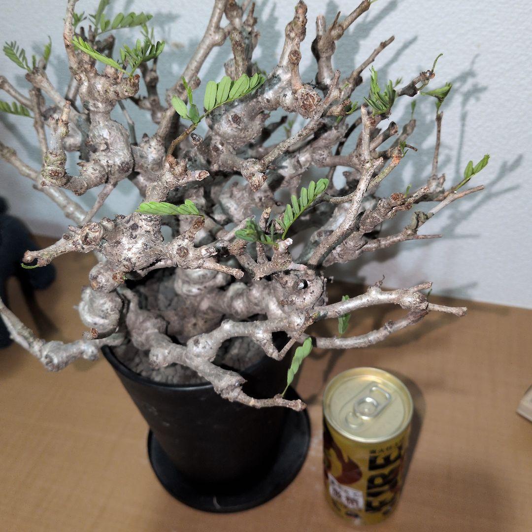 センナ　メリディオナリス　実生株 大株　ボコボコ肌良型タイプ（鉢付き)