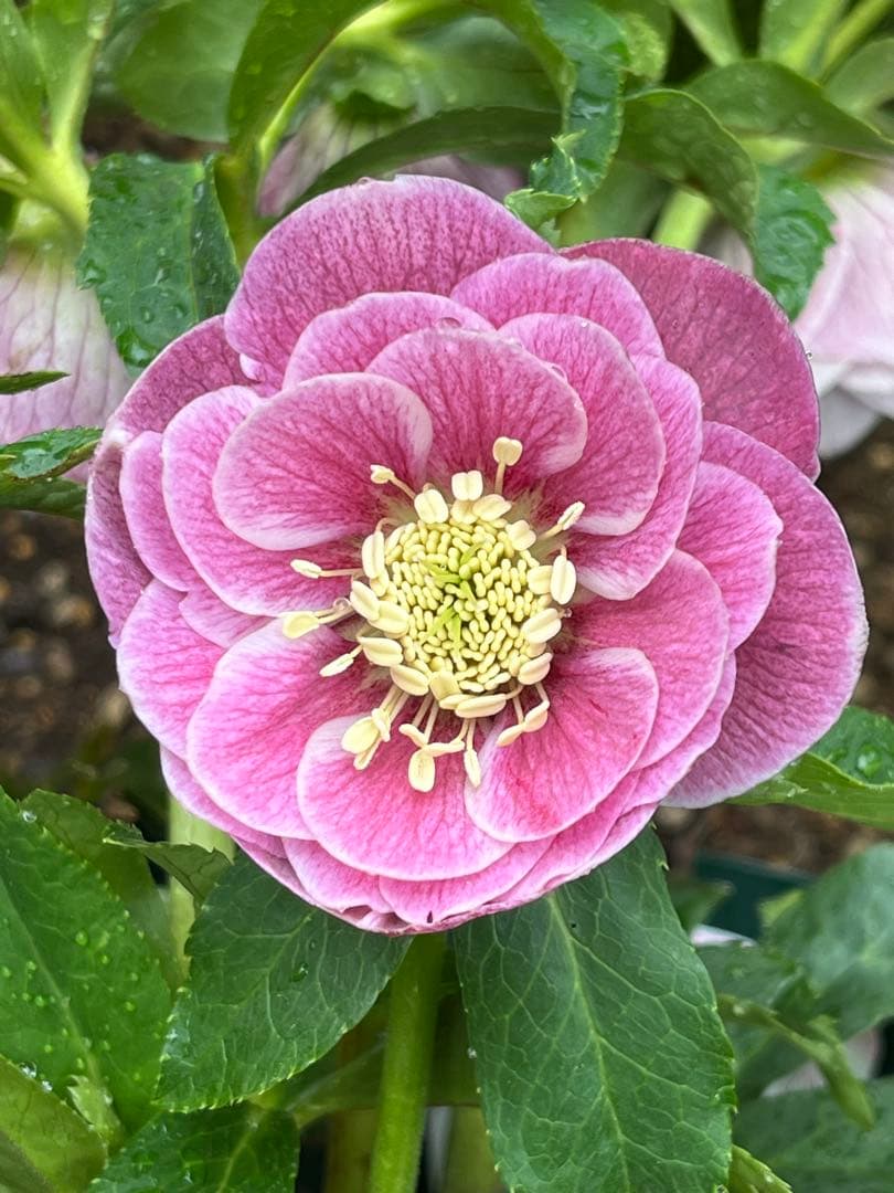 クリスマスローズ　ソレイユ系　ダブル